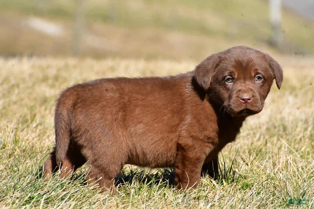 Labrador Retriever dogs for sale: Judson - Ad 8