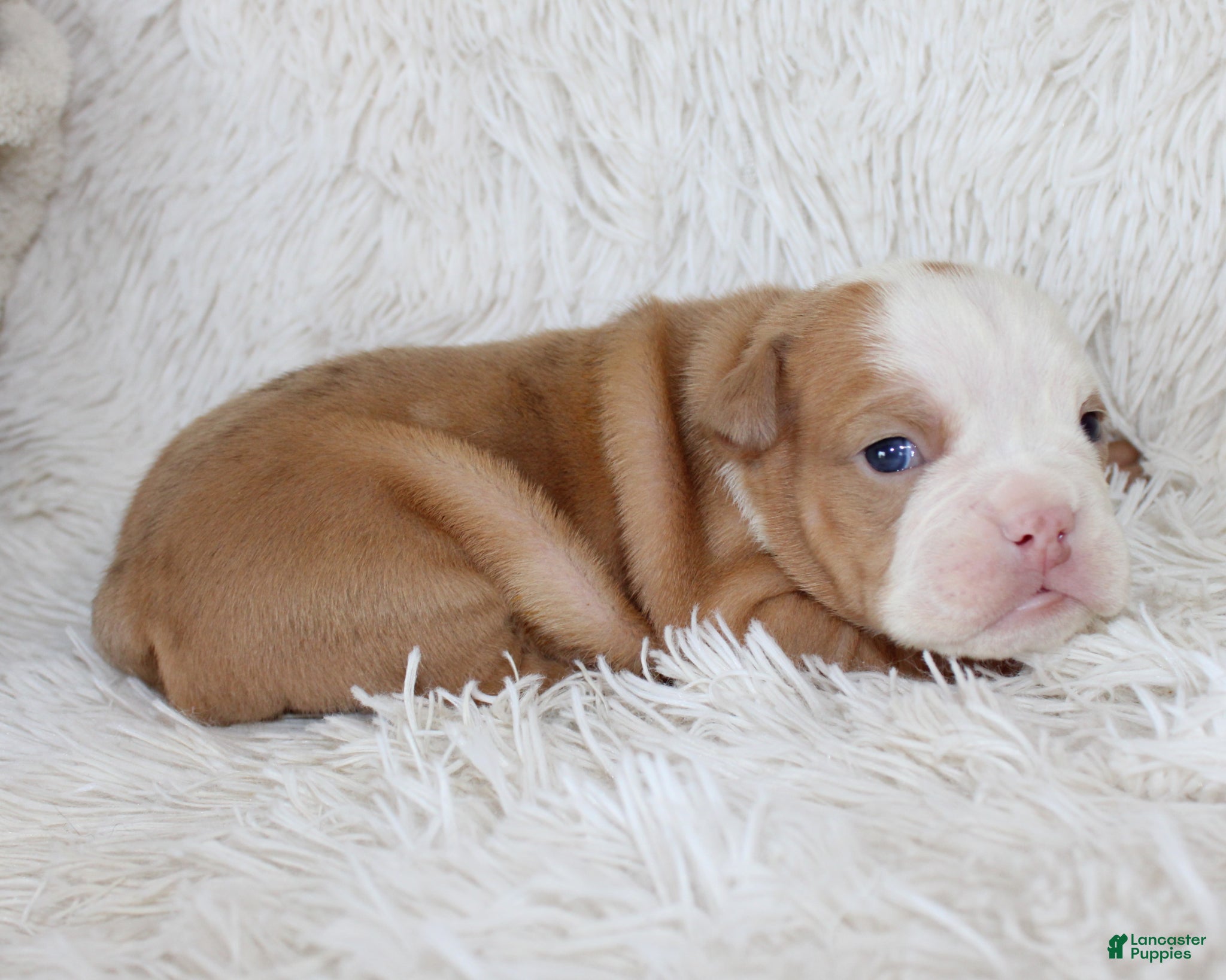 English Bulldog dogs Kallie - Ad 1