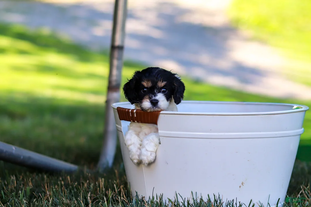 Cavapoo dogs for sale: Rubble - Ad 1