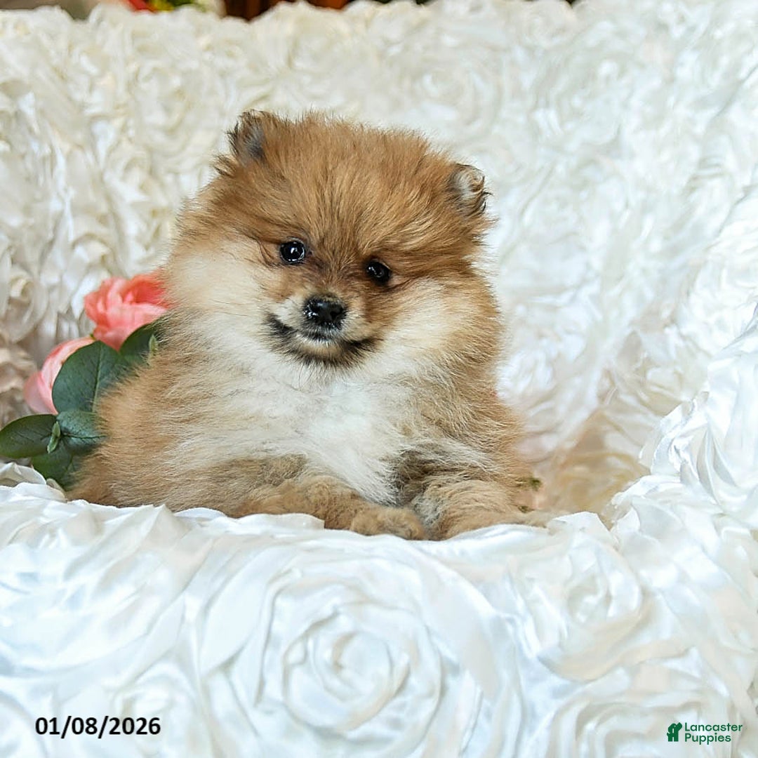 Pomeranian dogs for sale: Remy - Ad 4
