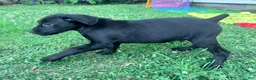 Cane Corso dogs for sale: Cain AKC red collar - Ad 16