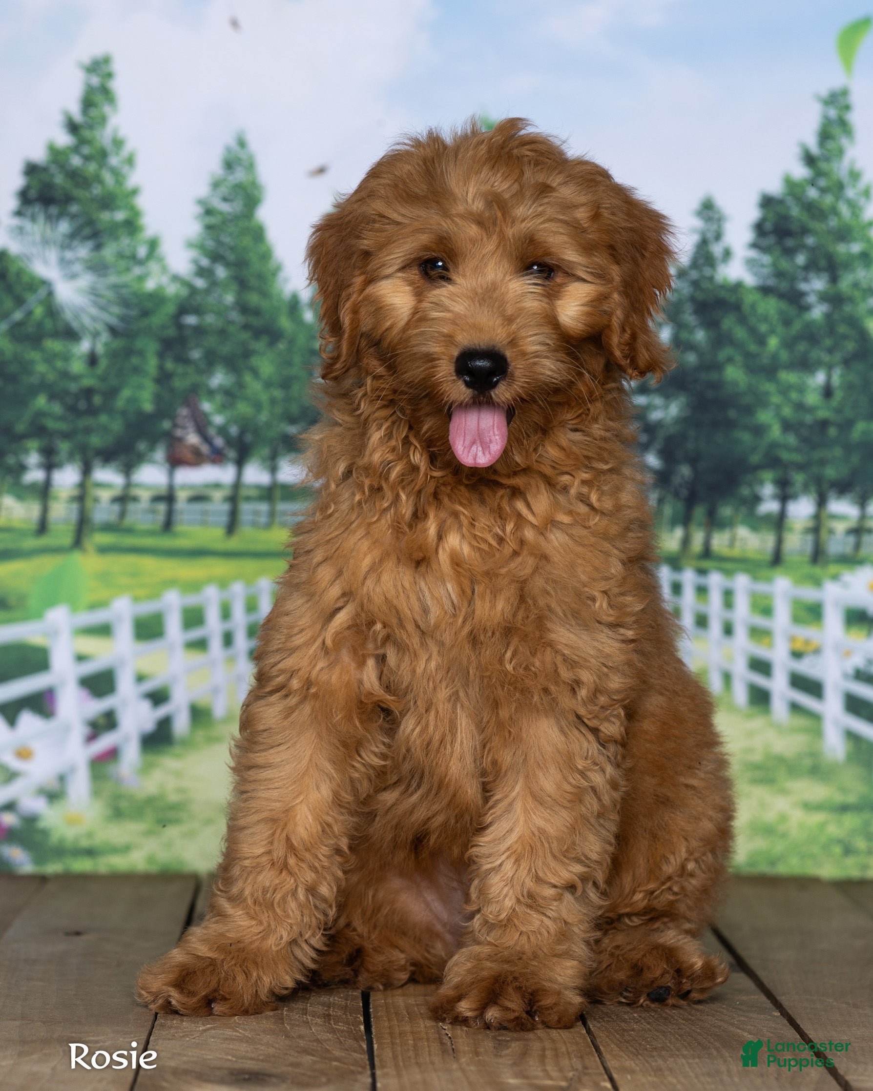 Mini Goldendoodle dogs Rosie - Ad 2