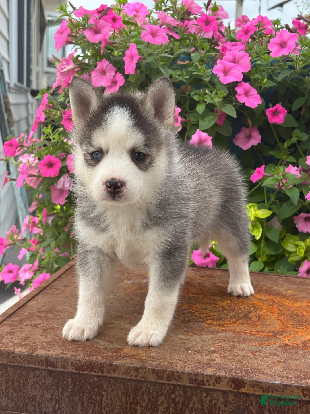 Pomsky dogs for sale: Saint - Ad 3