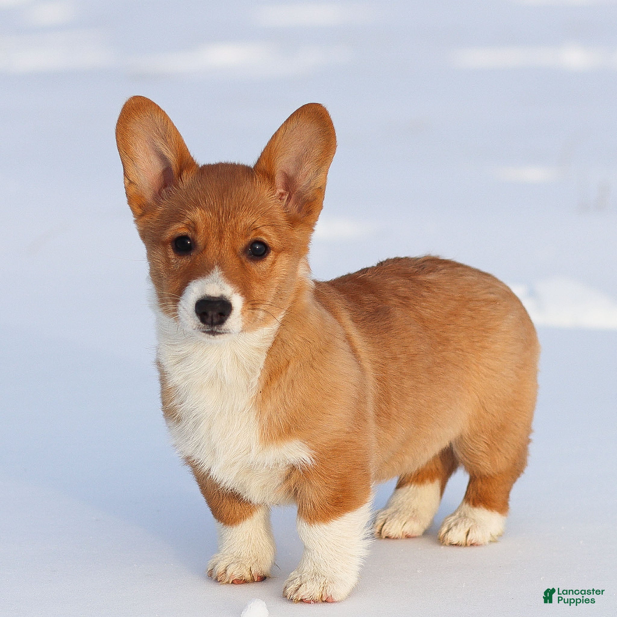 Welsh Corgi Pembroke dogs Kallie Welsh Corgi Pembroke Puppy - Ad 2