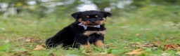 Rottweiler dogs for sale: Kobe - Ad 4