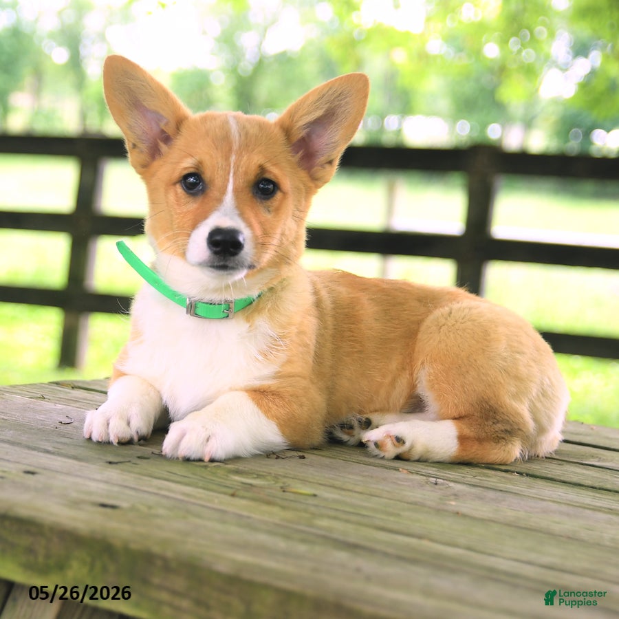 Welsh Corgi Pembroke dogs Kamala - Ad 2