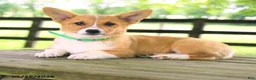 Welsh Corgi Pembroke dogs for sale: Kamala - Ad 2
