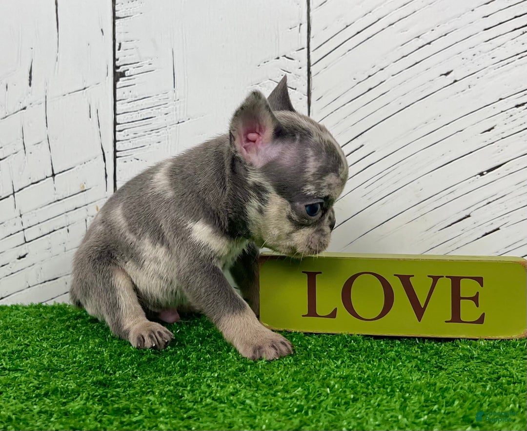 French Bulldog dogs for sale: Damon - Ad 2