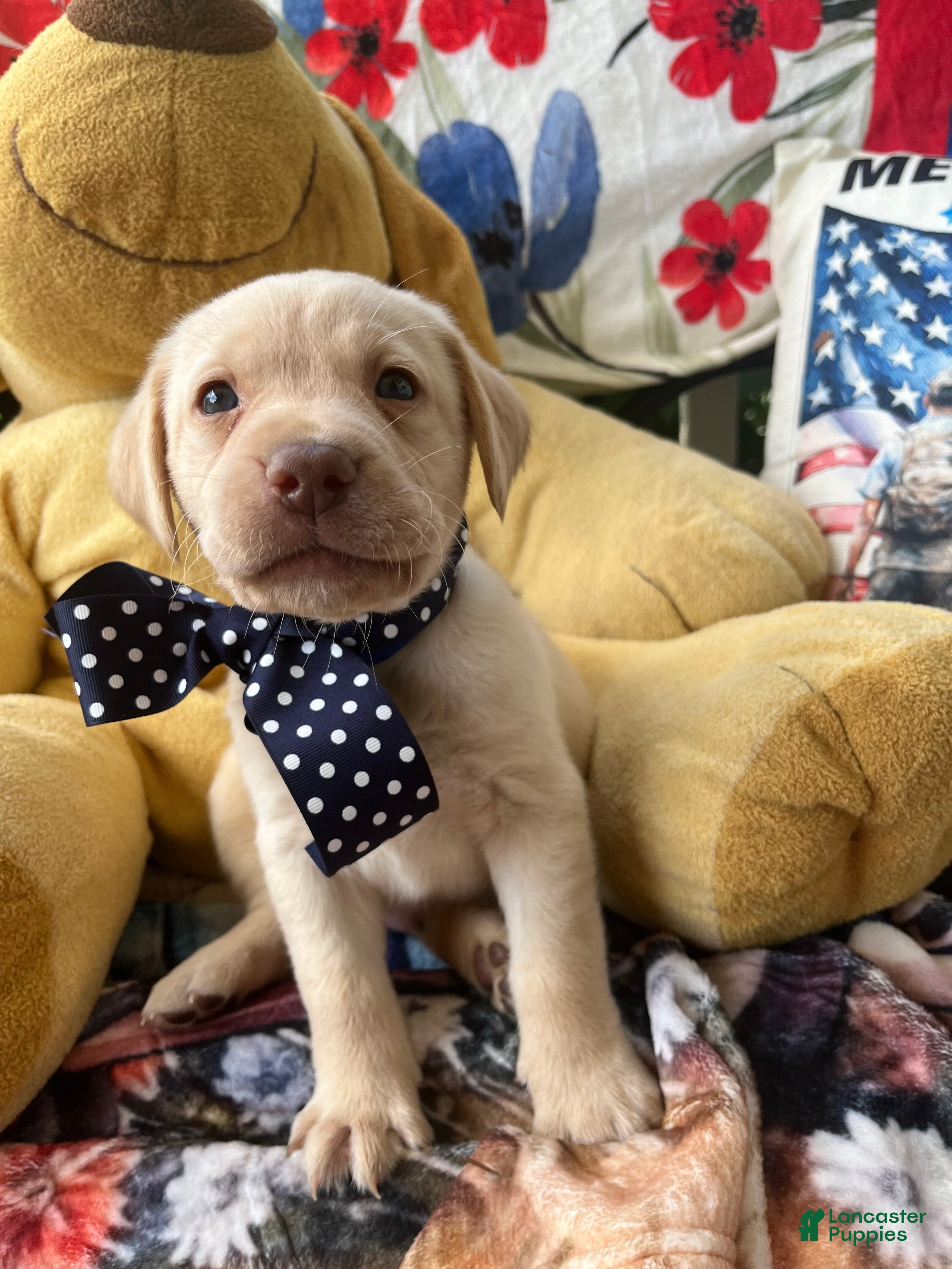 Labrador Retriever dogs Barney - Ad 2