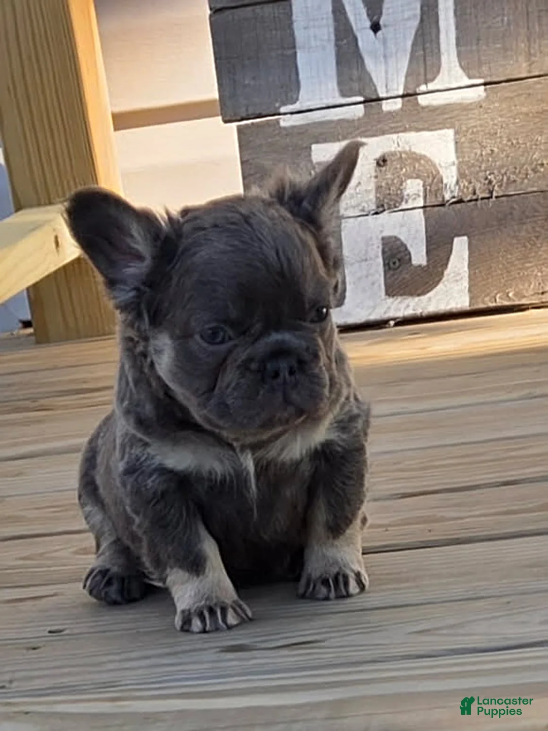 French Bulldog dogs for sale: Bandit - Ad 2