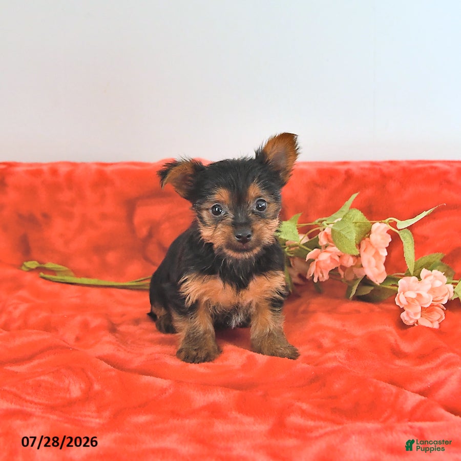 Yorkshire Terrier dogs Tilly   EXTRA SMALL - Ad 1