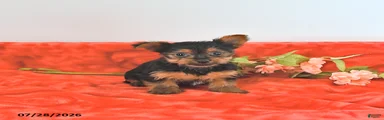 Tilly   EXTRA SMALL