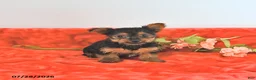 Yorkshire Terrier dogs for sale: Tilly   EXTRA SMALL - Ad 1