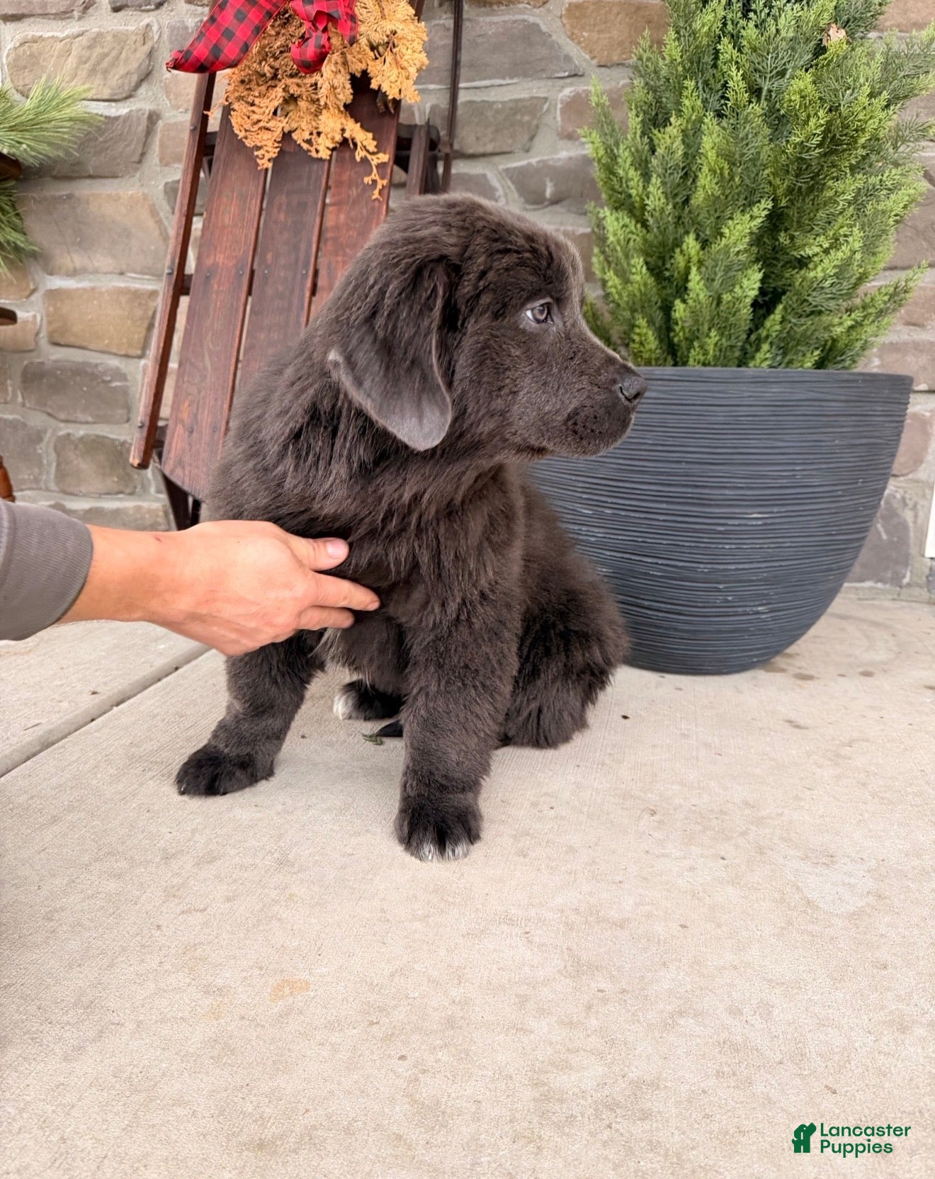 Newfoundland dogs Aspen  - Ad 17