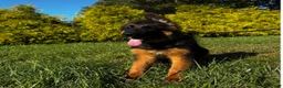 German Shepherd dogs for sale: Purple  - Ad 4