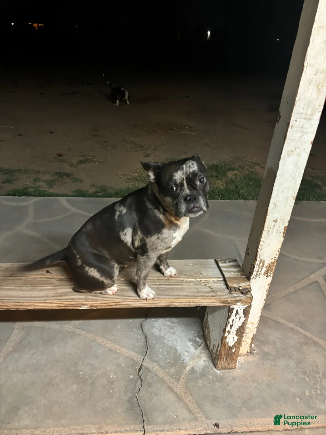 Mixed Breed dogs for sale: Victor - Ad 2