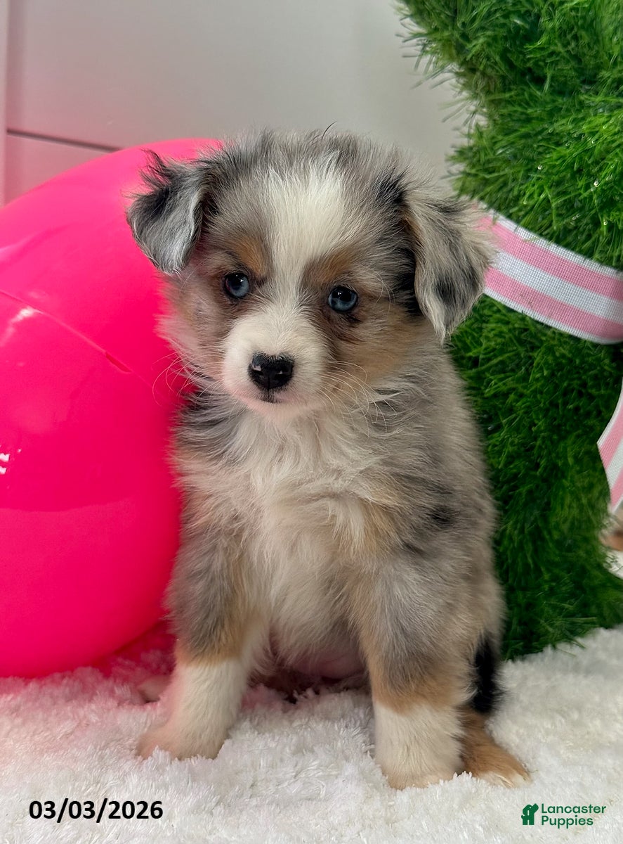 Miniature Australian Shepherd dogs Paisley - Ad 2