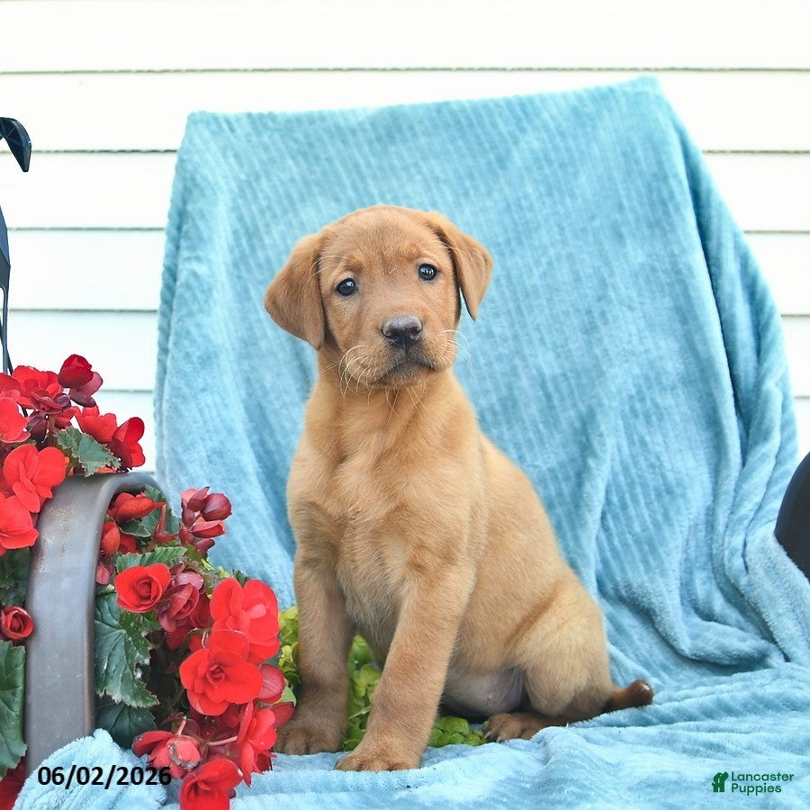 Labrador Retriever dogs for sale: Meadow  - Ad 5