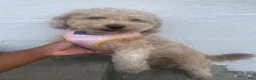 Mixed Breed dogs for sale:  1 - Ad 4