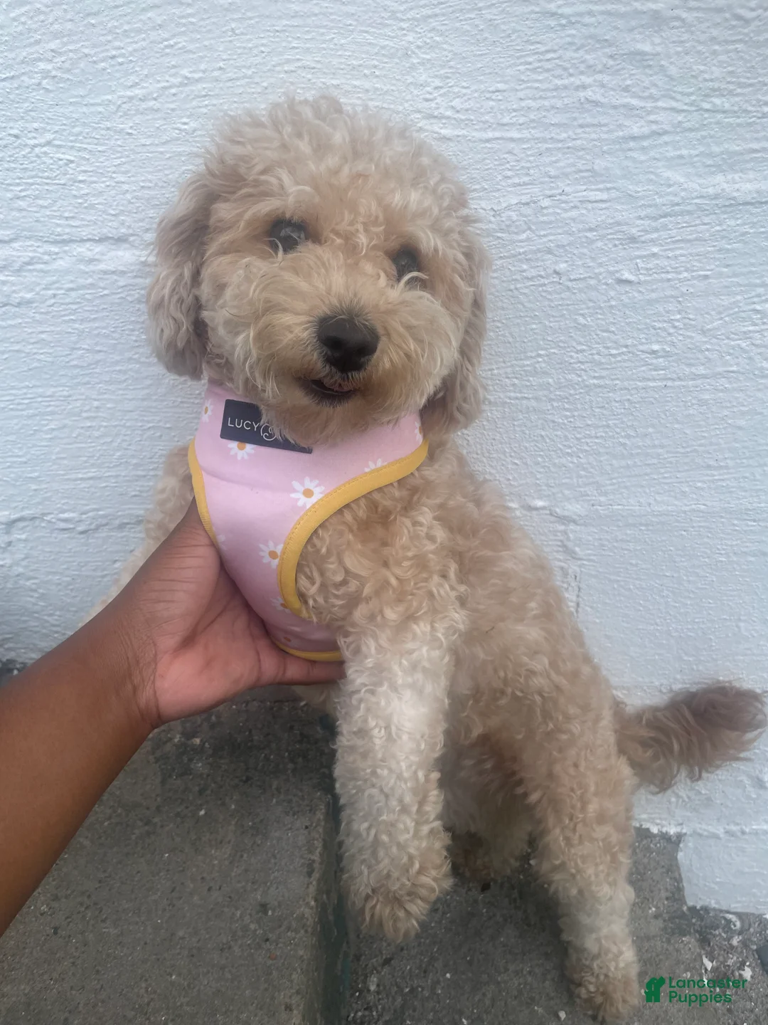 Mixed Breed dogs for sale:  1 - Ad 4