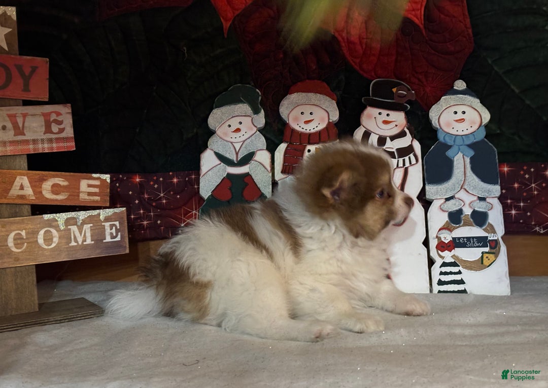 Pomeranian dogs for sale: Jasmine  - Ad 4