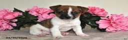 Jack Russell Terrier dogs for sale: Billy - Ad 4