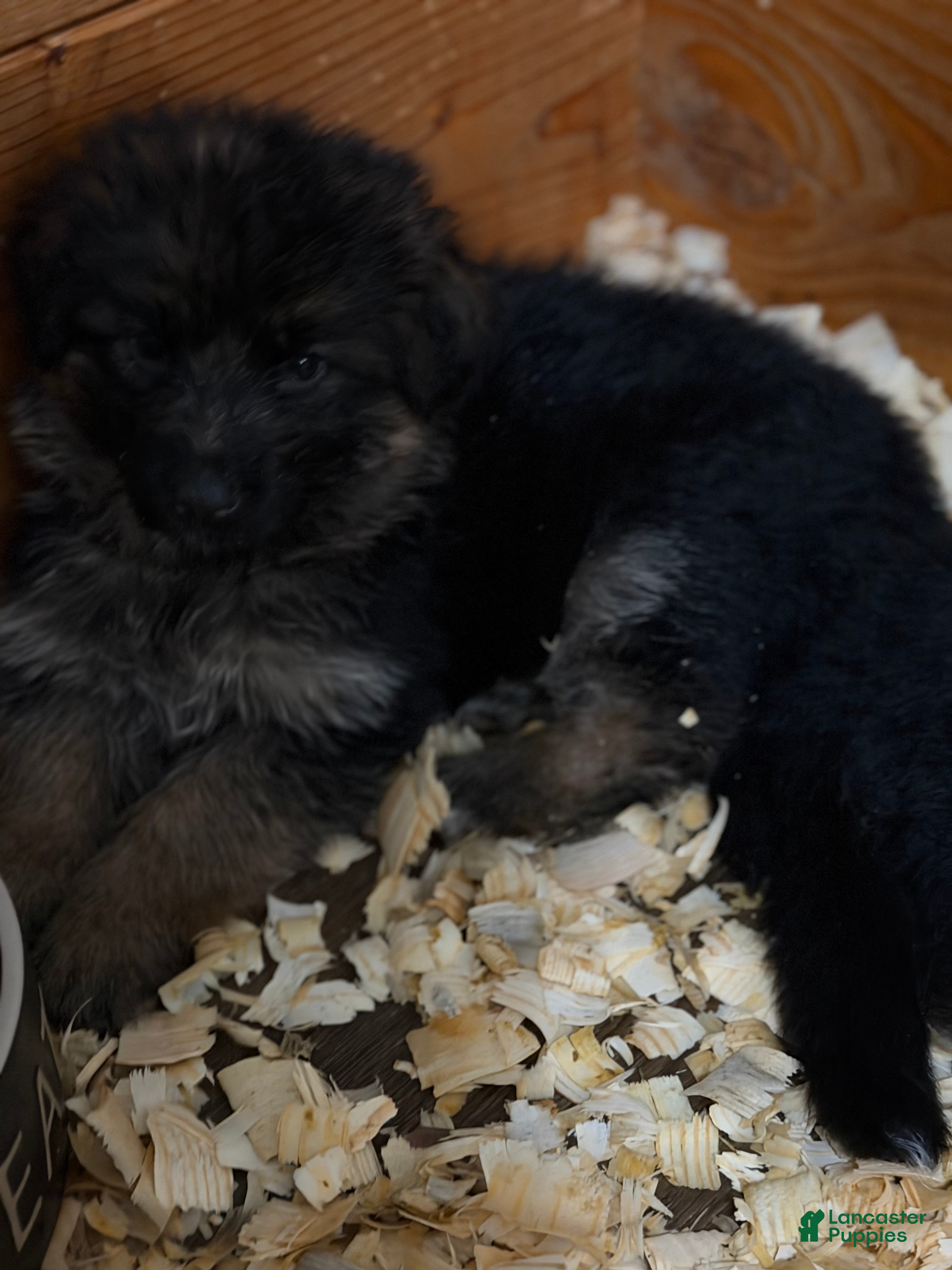 German Shepherd dogs Coco  - Ad 2