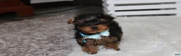 Yorkiepoo dogs for sale: Enzo - Ad 14