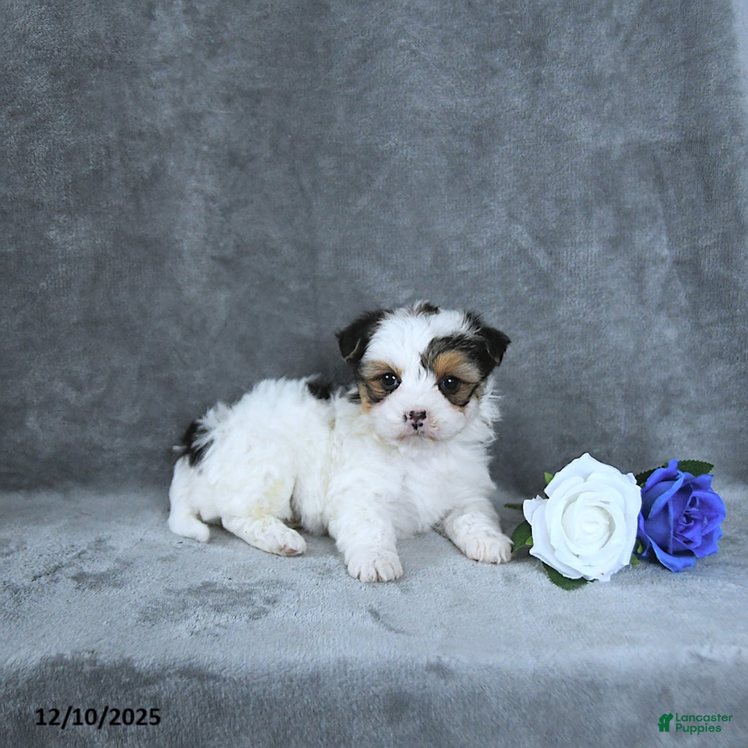 Mixed Breed dogs for sale: Holly EXTRA SMALL - Ad 4