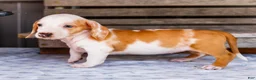Miniature Dachshund dogs for sale: Chloe - Ad 4