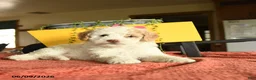 Miniature Poodle dogs for sale: Carson - Ad 3