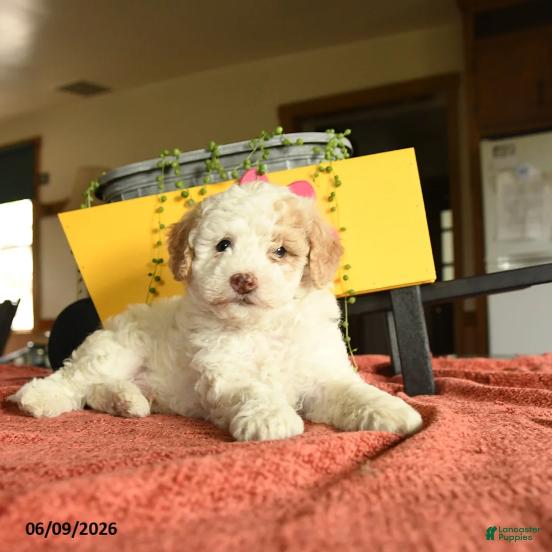 Miniature Poodle dogs for sale: Carson - Ad 3