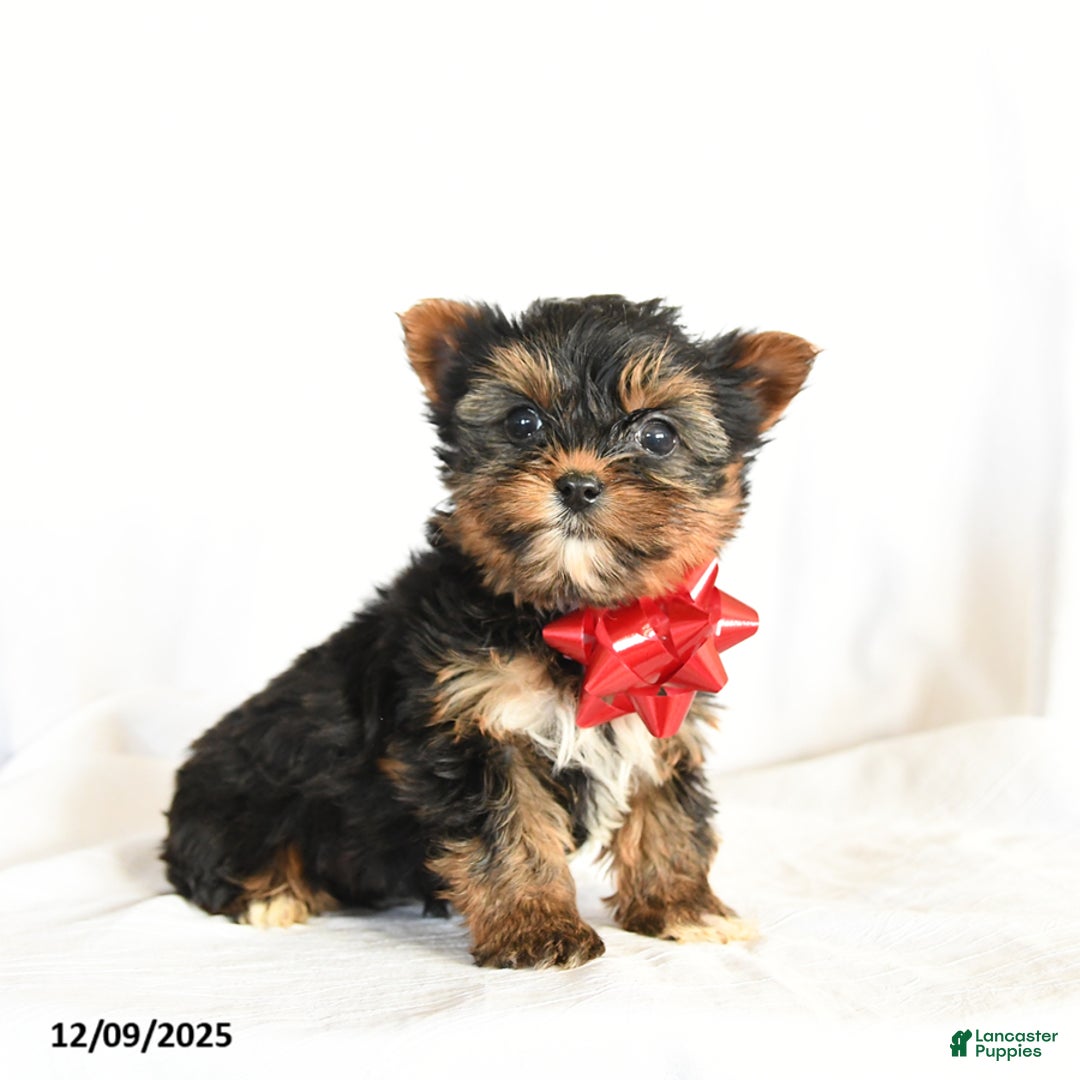 Yorkshire Terrier dogs for sale: Checkers - Ad 2