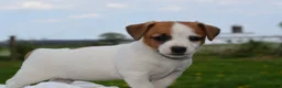 Jack Russell Terrier dogs for sale: Marigold - Ad 3
