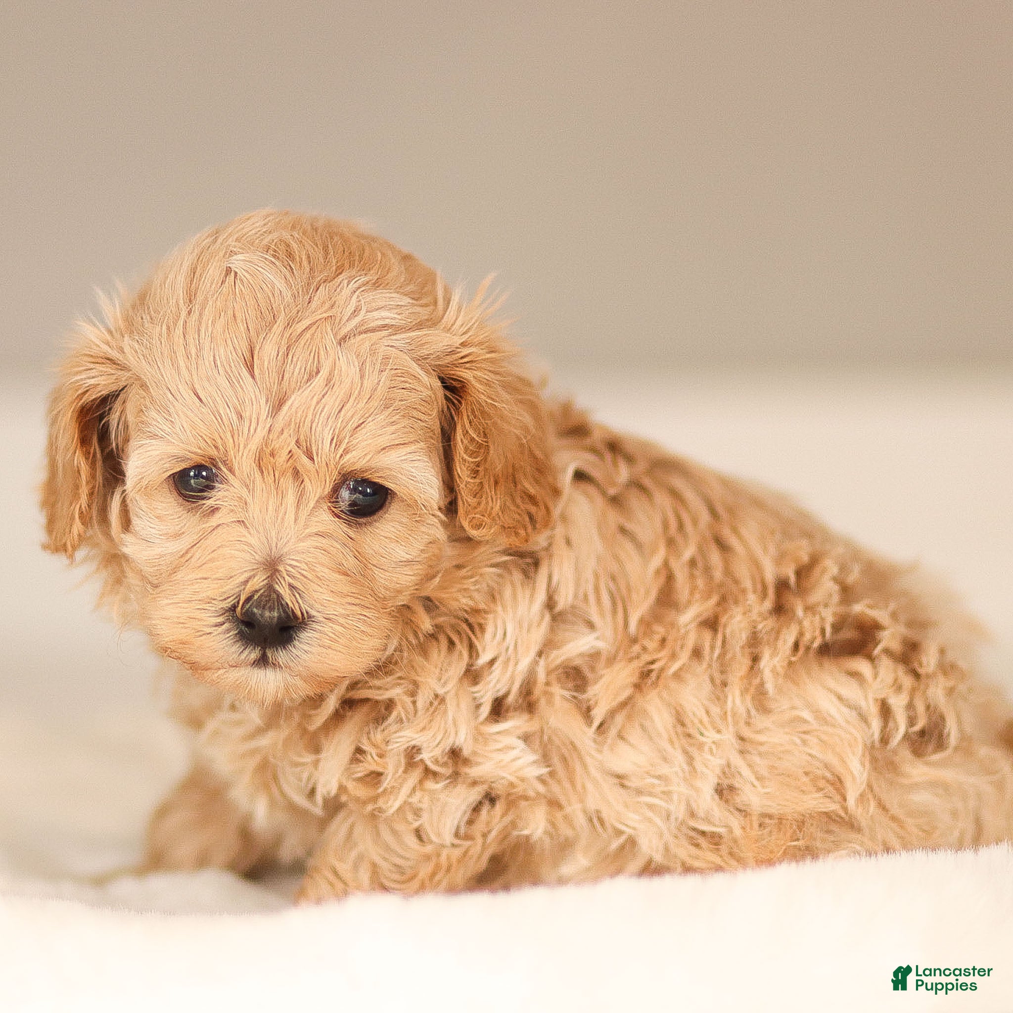 Maltipoo dogs Allie Maltipoo Puppy  - Ad 2