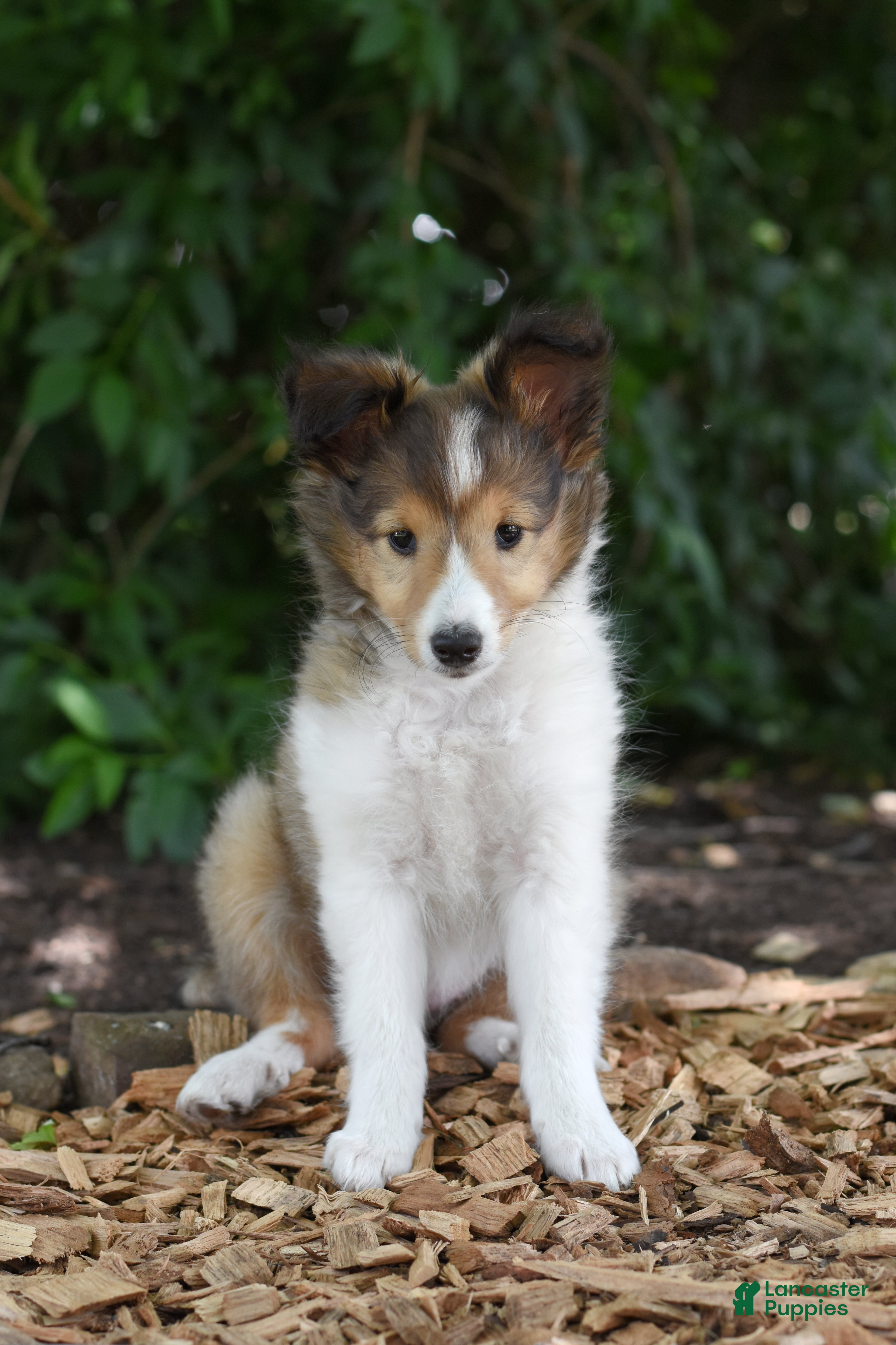 Shetland Sheepdog dogs Lollipop - Ad 2