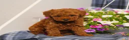 Toy Poodle dogs for sale: Xray - Ad 1