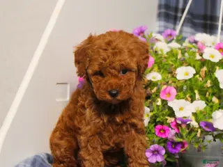 Toy Poodle dogs for sale: Xray - Ad 4