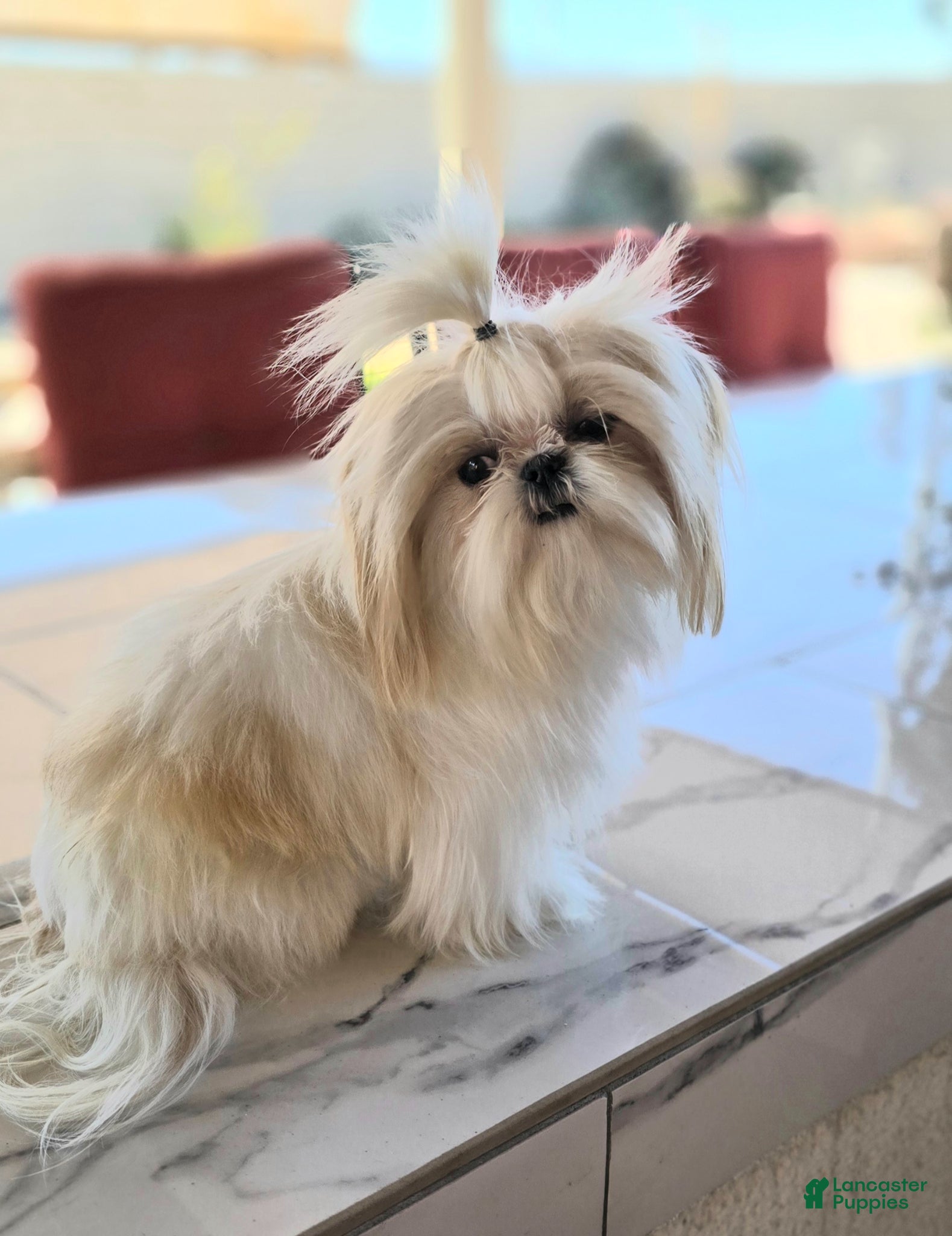 Shih Tzu dogs for stud: Stud male  - Ad 2