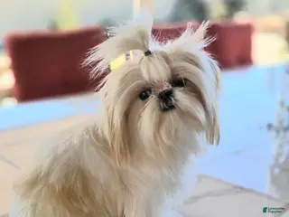 Shih Tzu dogs Stud male - Ad 3