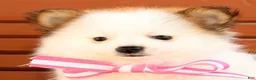 Pomeranian dogs for sale: Sadie - Ad 9