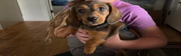 Dachshund dogs for sale: Starburst - Ad 2