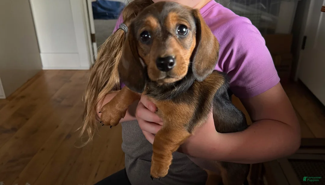 Dachshund dogs for sale: Starburst - Ad 2