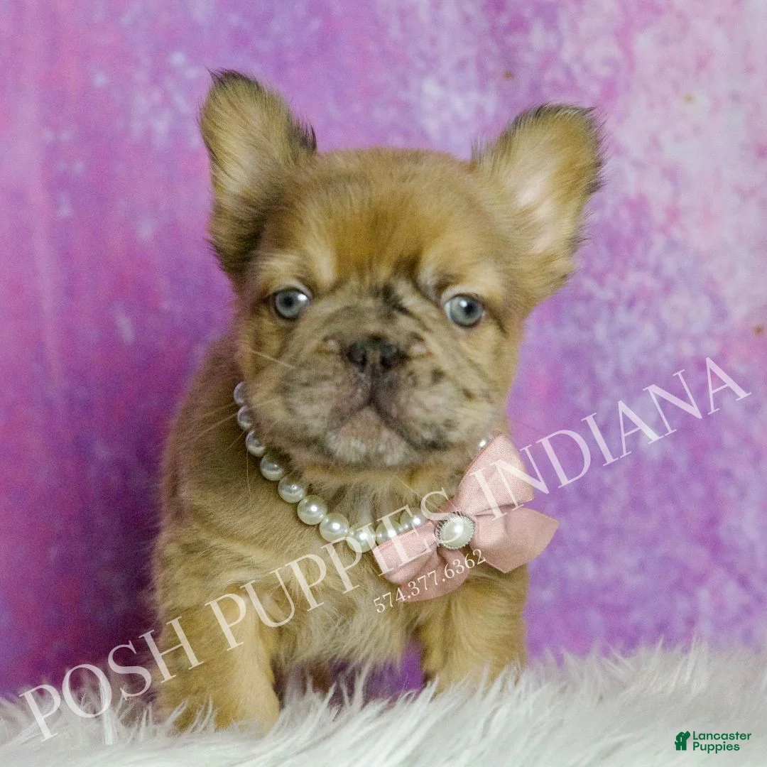 French Bulldog dogs for sale: Diva - Ad 5