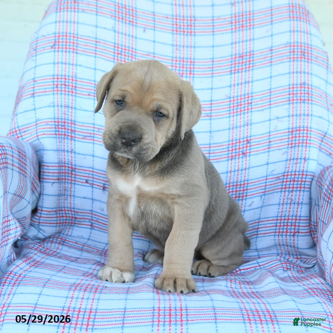 Cane Corso dogs for sale: Leroy - Ad 2