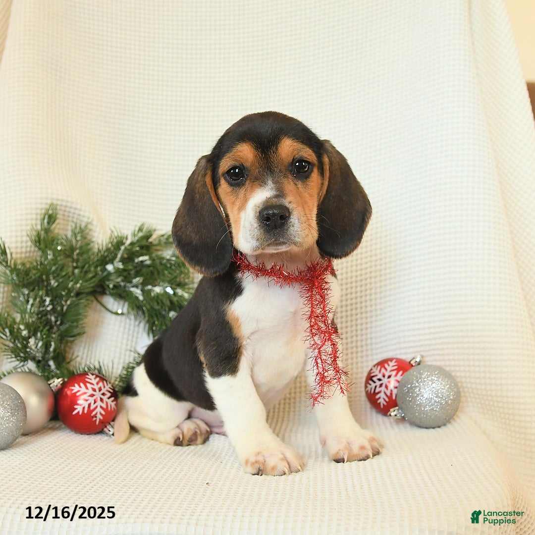 Beagle dogs for sale: Sunny   - Ad 1