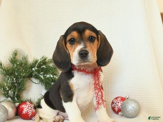 Beagle dogs Sunny - Ad 30