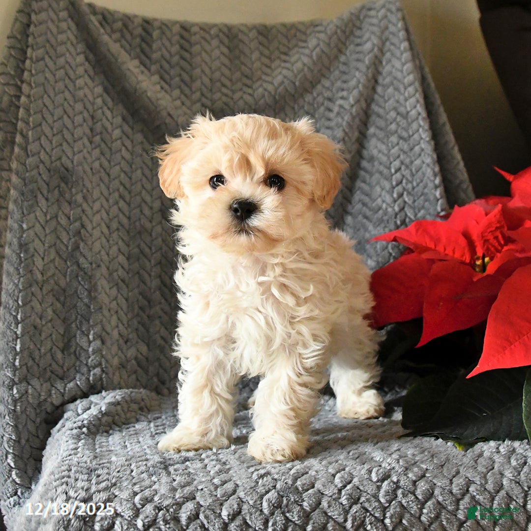 Maltipoo dogs for sale: Captin - Ad 4