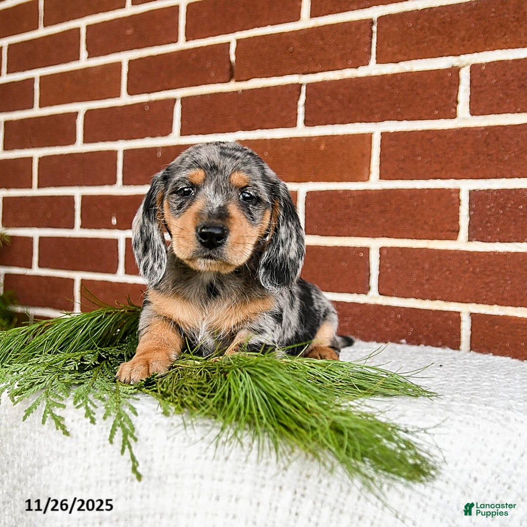 Miniature Dachshund dogs for sale: Blue - Ad 1