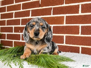 Miniature Dachshund dogs Blue - Ad 6